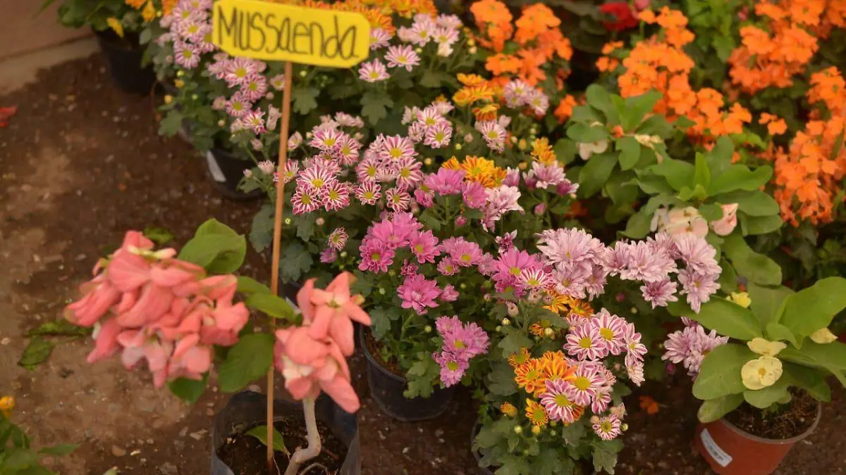 feria de las flores  (12)